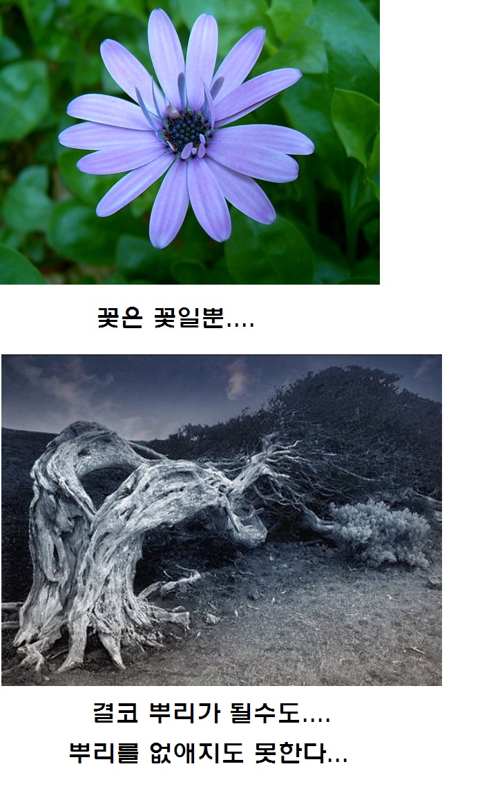(대기자료) 꽃은 꽃일뿐... - 행복한 유머, 웃긴대학에 오셨습니다 !!