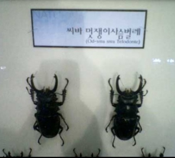 (대기자료) 와 씨바 멋쟁이네.jpg - 행복한 유머, 웃긴대학에 오셨습니다 !!